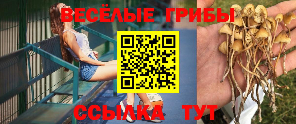 Галлюциногенные грибы Psilocybine cubensis  Псилоцибиновые грибы мицелий  Череповец  Вход с VPN 